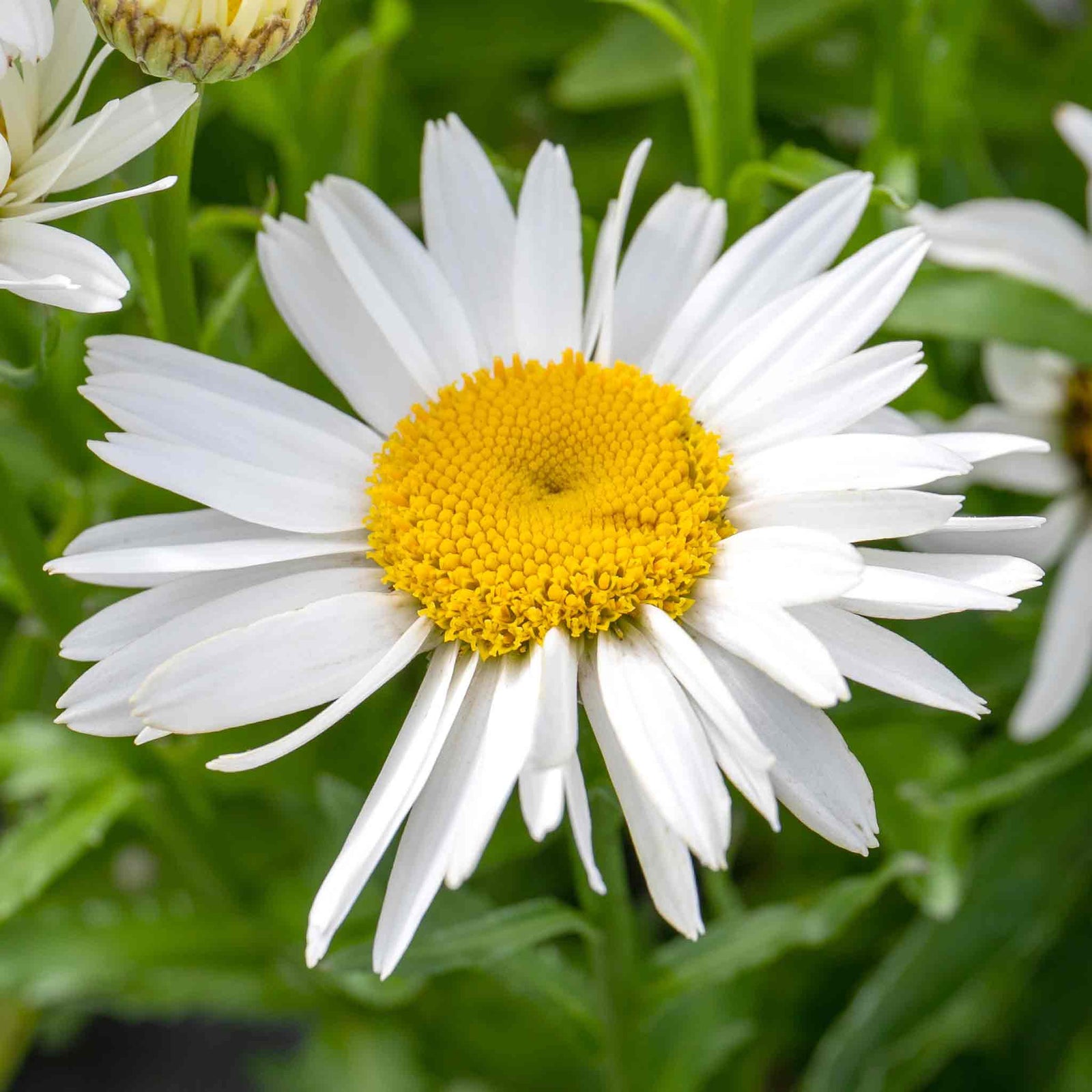 Leucanthemum 'madonna' White Daisy Perennial 50cm | 1 x 2L | Green & White