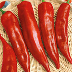 Corno Russo (bulls Horn) Sweet Pepper Plant | 9 x 9cm