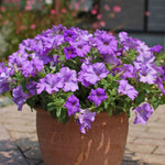 Petunia 'surfinia Heavenly Blue' Trailing Lilac-blue Plug Plants | 12 x Plug Plants | Blue