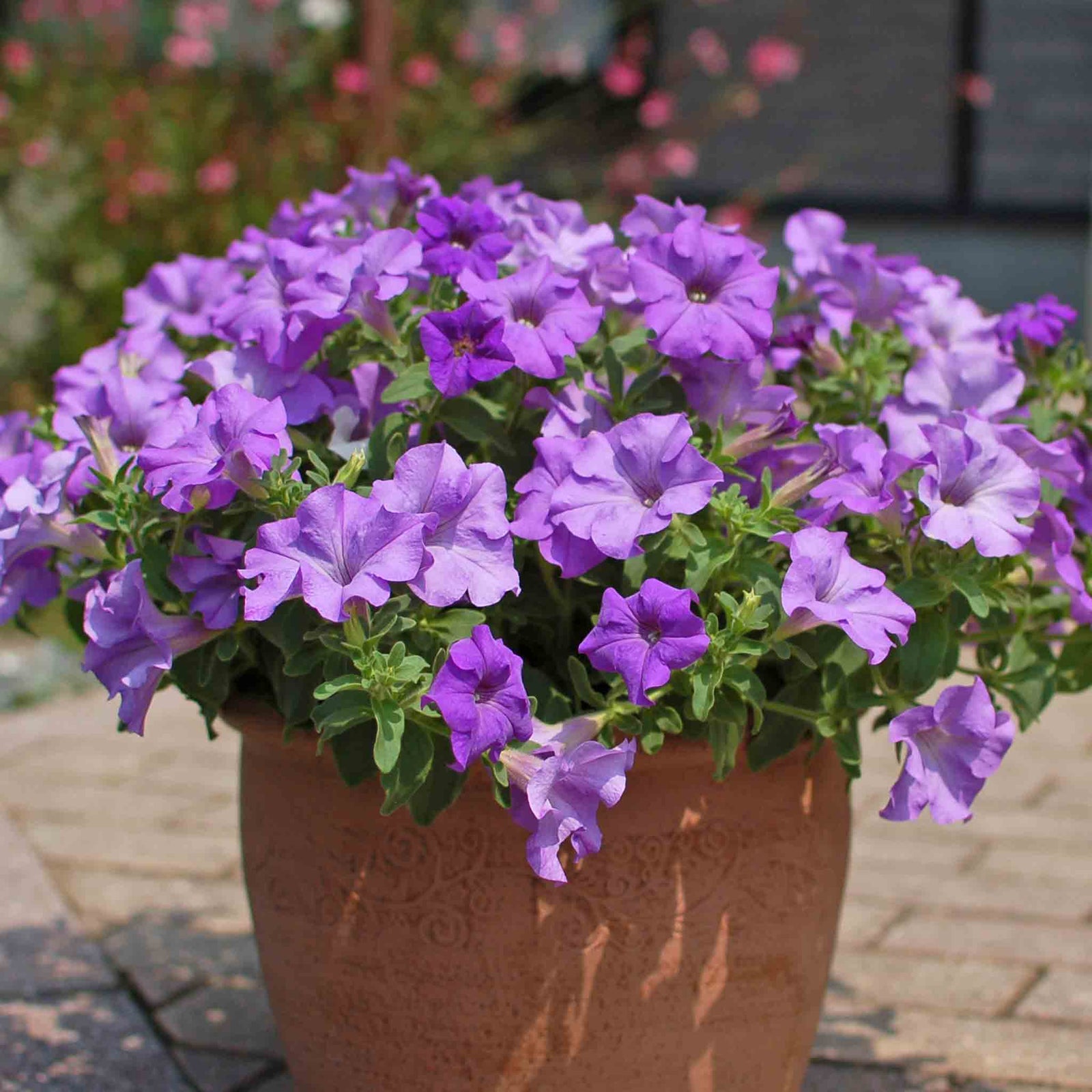 Petunia 'surfinia Heavenly Blue' Trailing Lilac-blue Plug Plants | 12 x Plug Plants | Blue