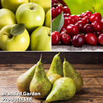 Mini Patio Fruit Tree Collection - 3 Potted Plants