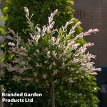 Thompson & Morgan A Pair Of Salix Flamingo Trees - 17cm Potted Plant (standard) - Ideal For Containers & Garden Border