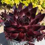 Sempervivum 'supersemps Onyx' - Mahogany-black Succulent | 1 x 2L | Purple & Black