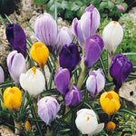 Marshalls Garden Crocus Corms Large Flowering Mix