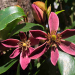 Hayloft Magnolia Hybrid Stellar Ruby - 9cm Pot