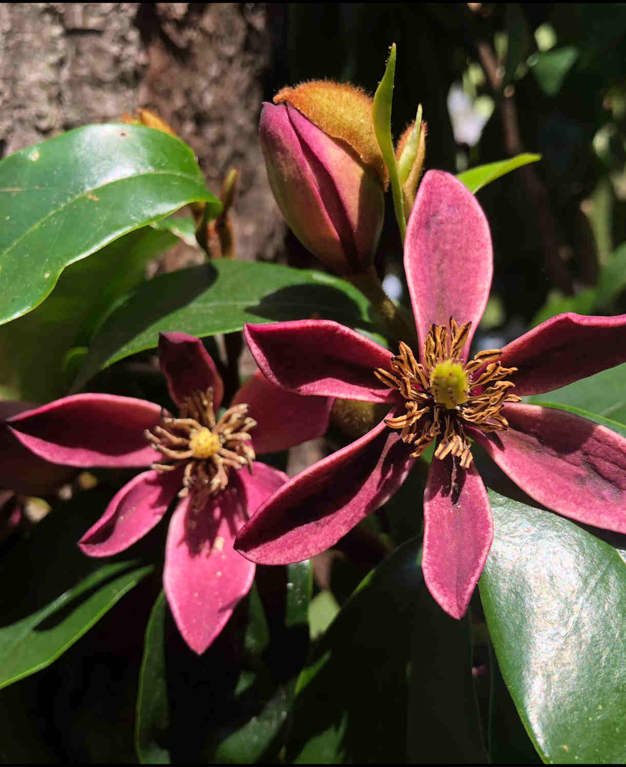 Hayloft Magnolia Hybrid Stellar Ruby - 9cm Pot