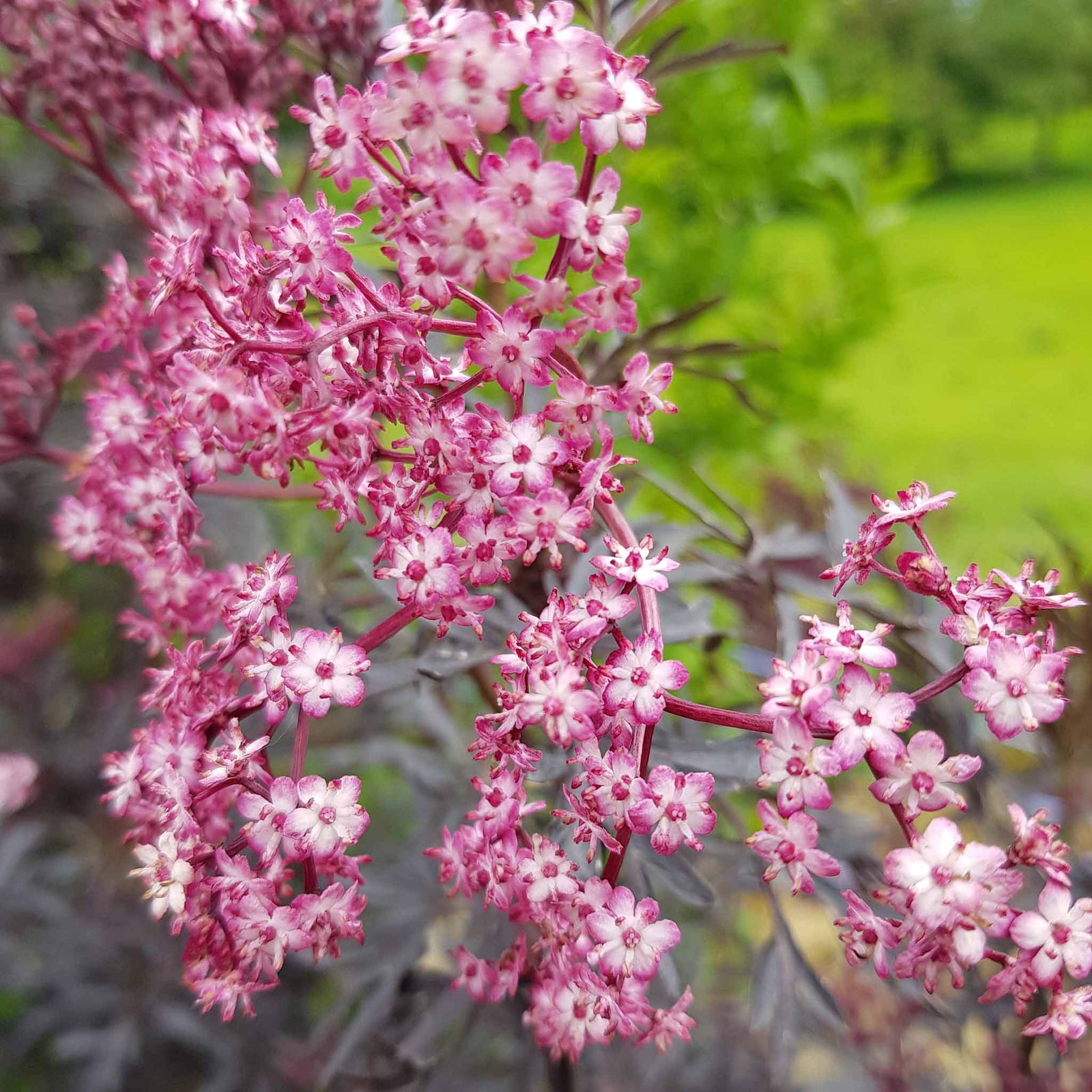 Sambucus 'cherry Lace' Compact Maroon-foliaged Shrub | 1 x 3L | Pink
