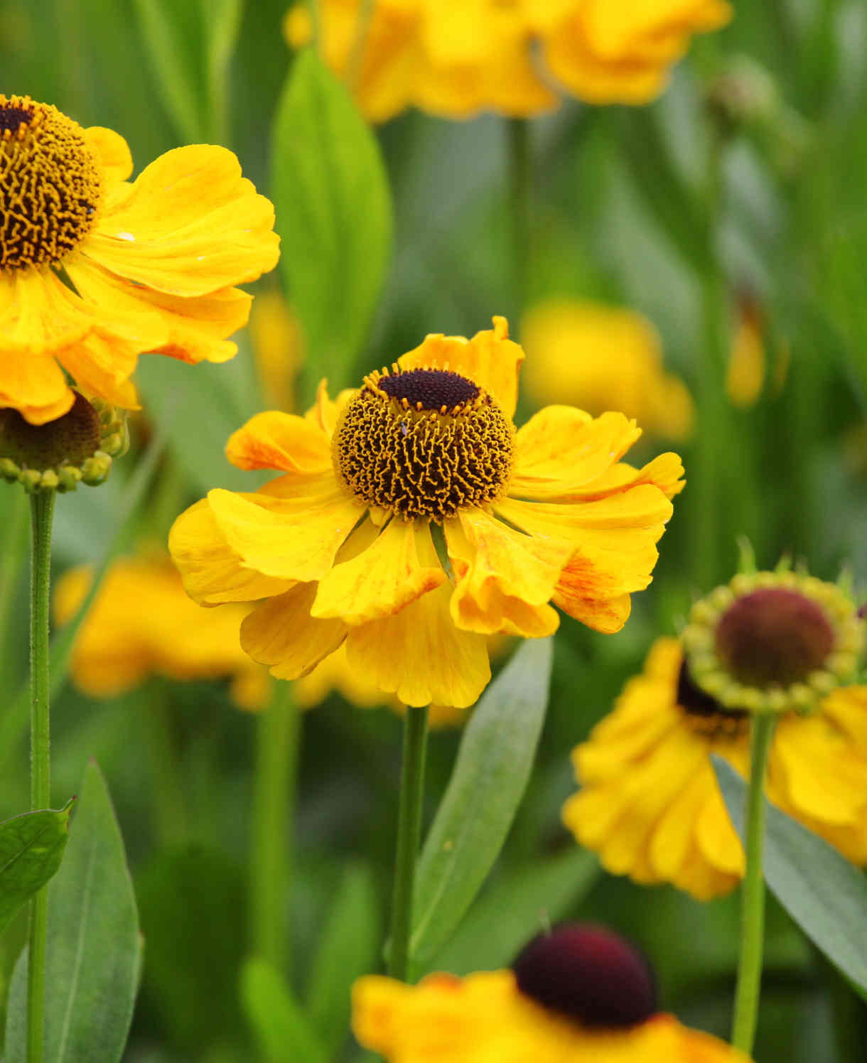 Helenium 'wesergold' - Plug Plants | 5 x Plug Plants | Yellow