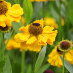 Helenium 'wesergold' - Plug Plants | 3 x Plug Plants | Yellow