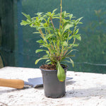 Cosmos 'chocamocha', Chocolate-scented Deep Mahogany-red, 30cm | 3 x Jumbo Plugs