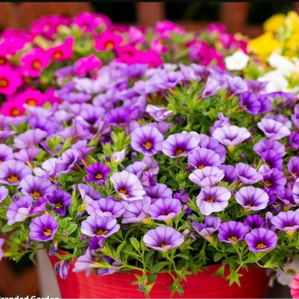 Calibrachoa Classique Mix Garden Ready Plants For Pots & Baskets | 12 x Garden Ready Plants