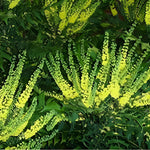 Mahonia Media Winter Sun Plant (large) 50-60cm Supplied In A 3 Litre Pot