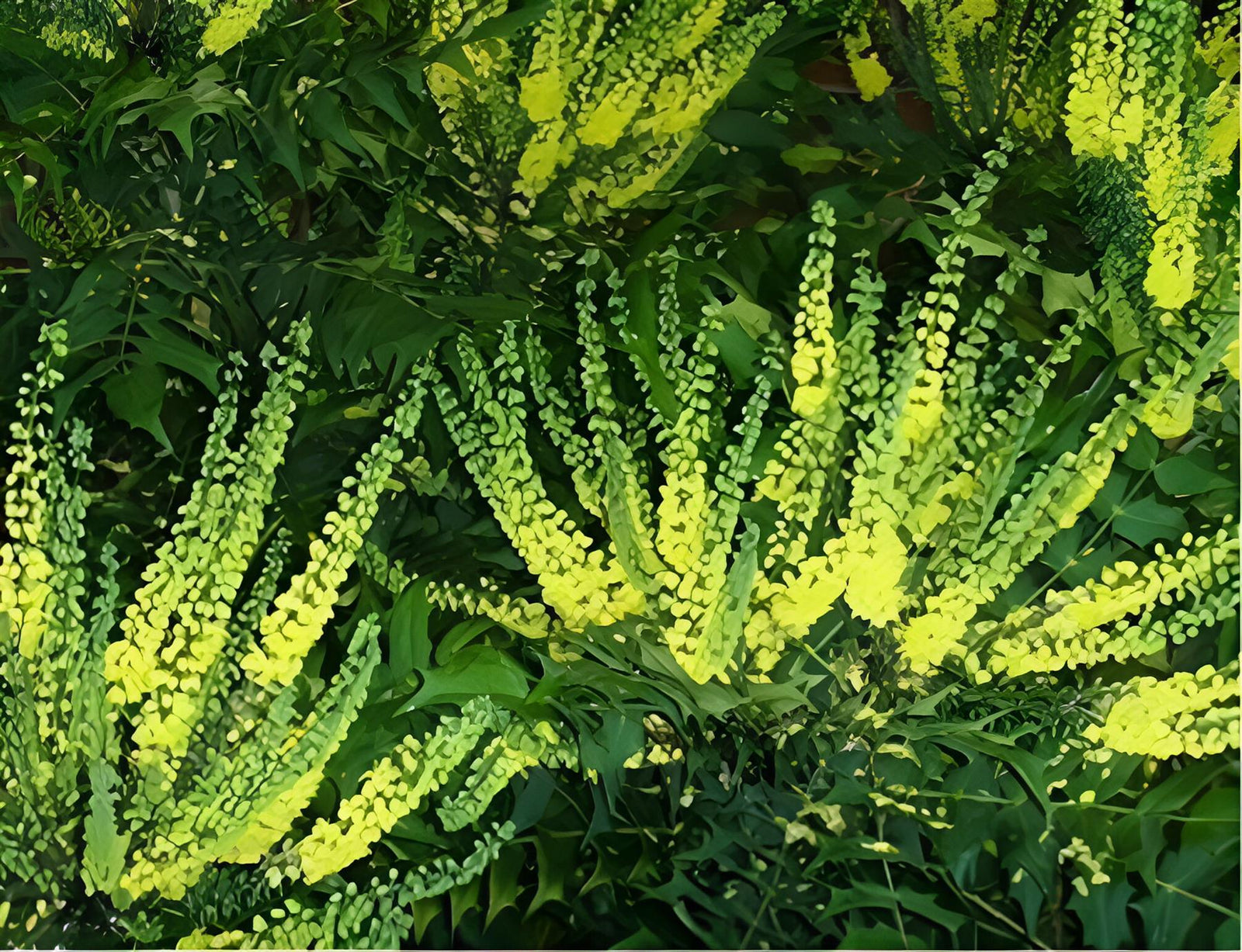 Mahonia Media Winter Sun Plant (large) 50-60cm Supplied In A 3 Litre Pot