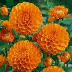 Dahlia 'sylvia' Orange Ball Tuber 90-120cm | 1 x Bulb | Orange