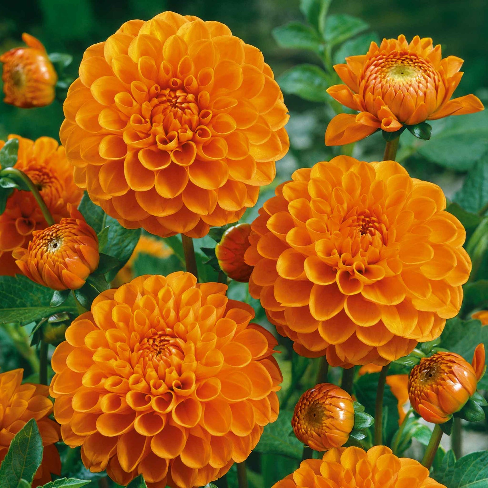 Dahlia 'sylvia' Orange Ball Tuber 90-120cm | 1 x Bulb | Orange