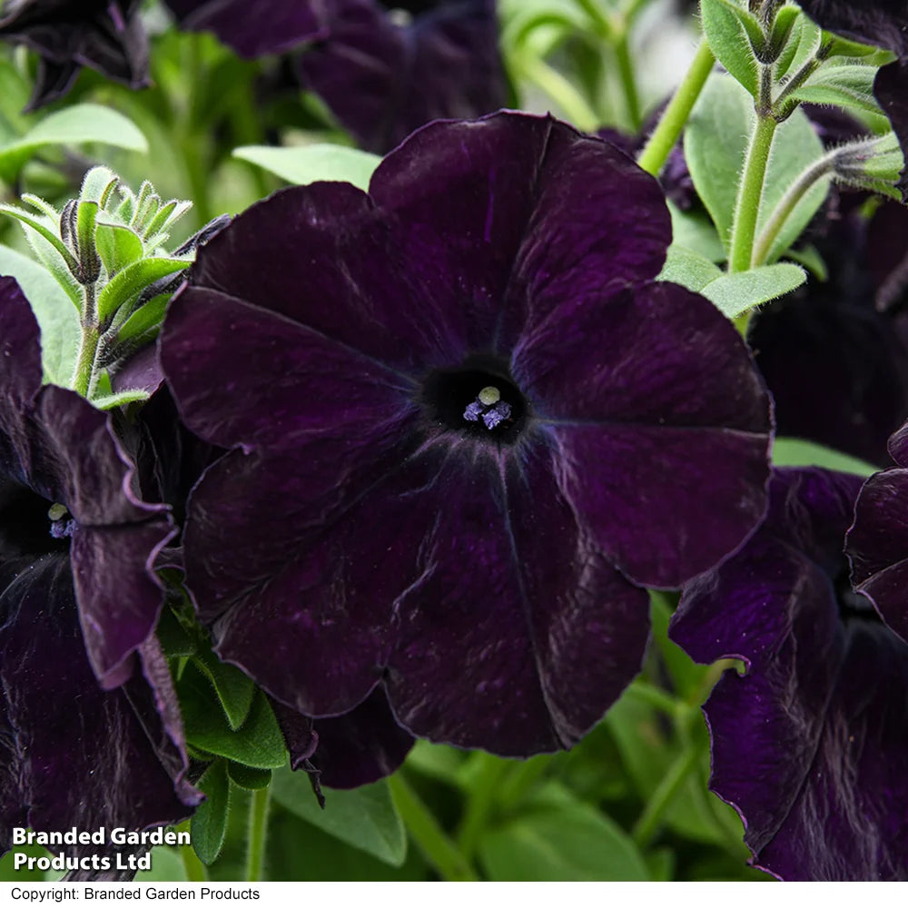 Easy Wave Navy Velour Petunia Garden Ready Plants - Deep Blue-purple Groundcover | 48 x Garden Ready Plants