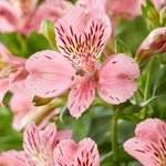 Structured Alstroemeria Collection - Set Of 3 Peruvian Lillies - Supplied In 9cm Pots