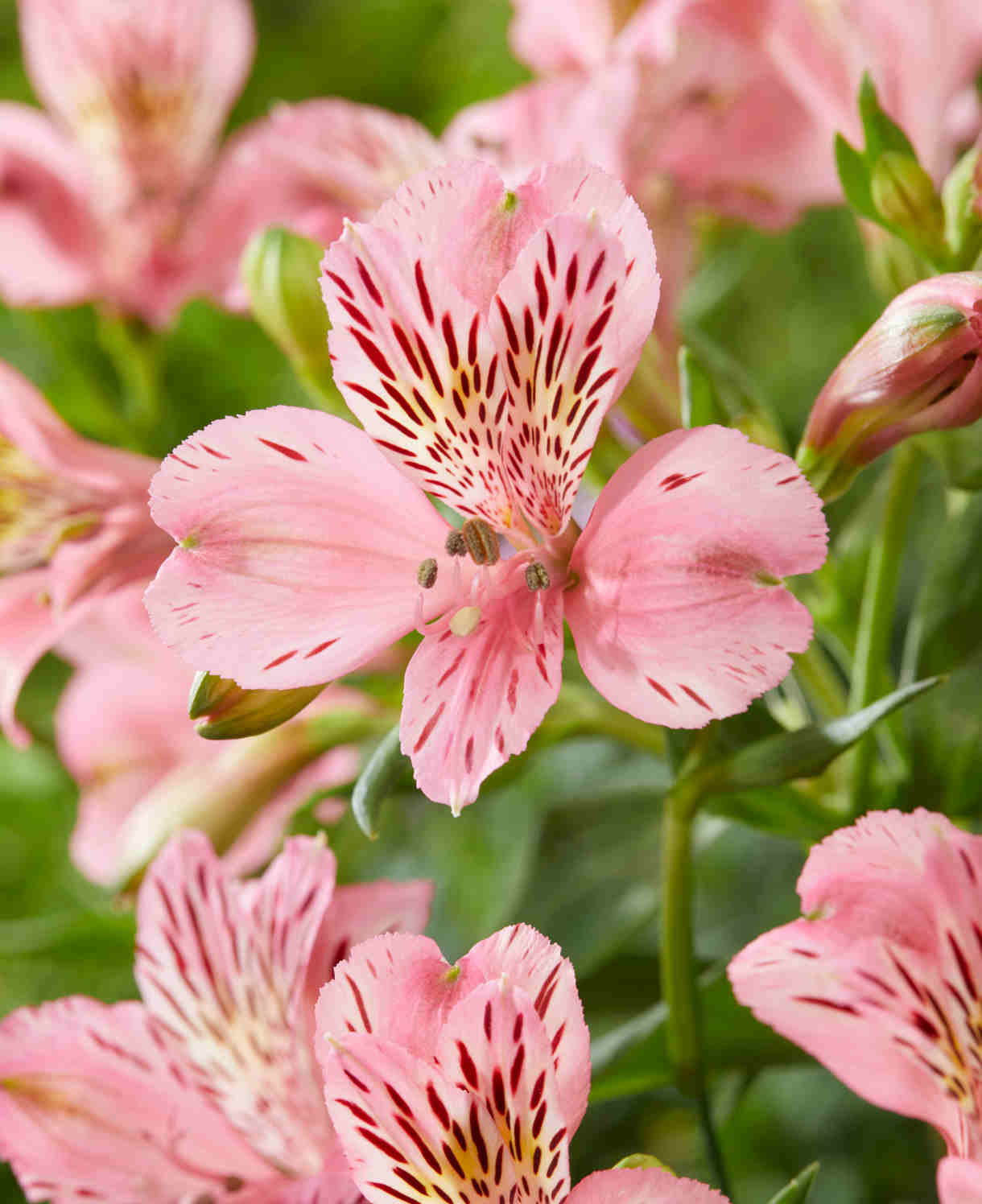 Structured Alstroemeria Collection - Set Of 3 Peruvian Lillies - Supplied In 9cm Pots
