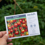 Red Alert F1 Cherry Tomato Seeds - Extra-early Compact | 25 Seeds