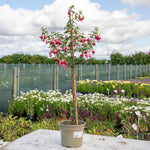 Fuchsia Standard 'paula Jane' | 1 x 3L | Pink