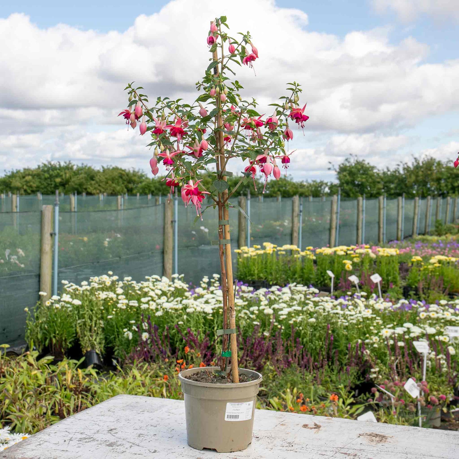 Fuchsia Standard 'paula Jane' | 1 x 3L | Pink
