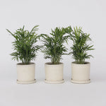 Parlour Palm - 3 Pcs. - Chamaedorea Elegans - Height 30-40cm - ⌀12cm | Set of 3 | Green