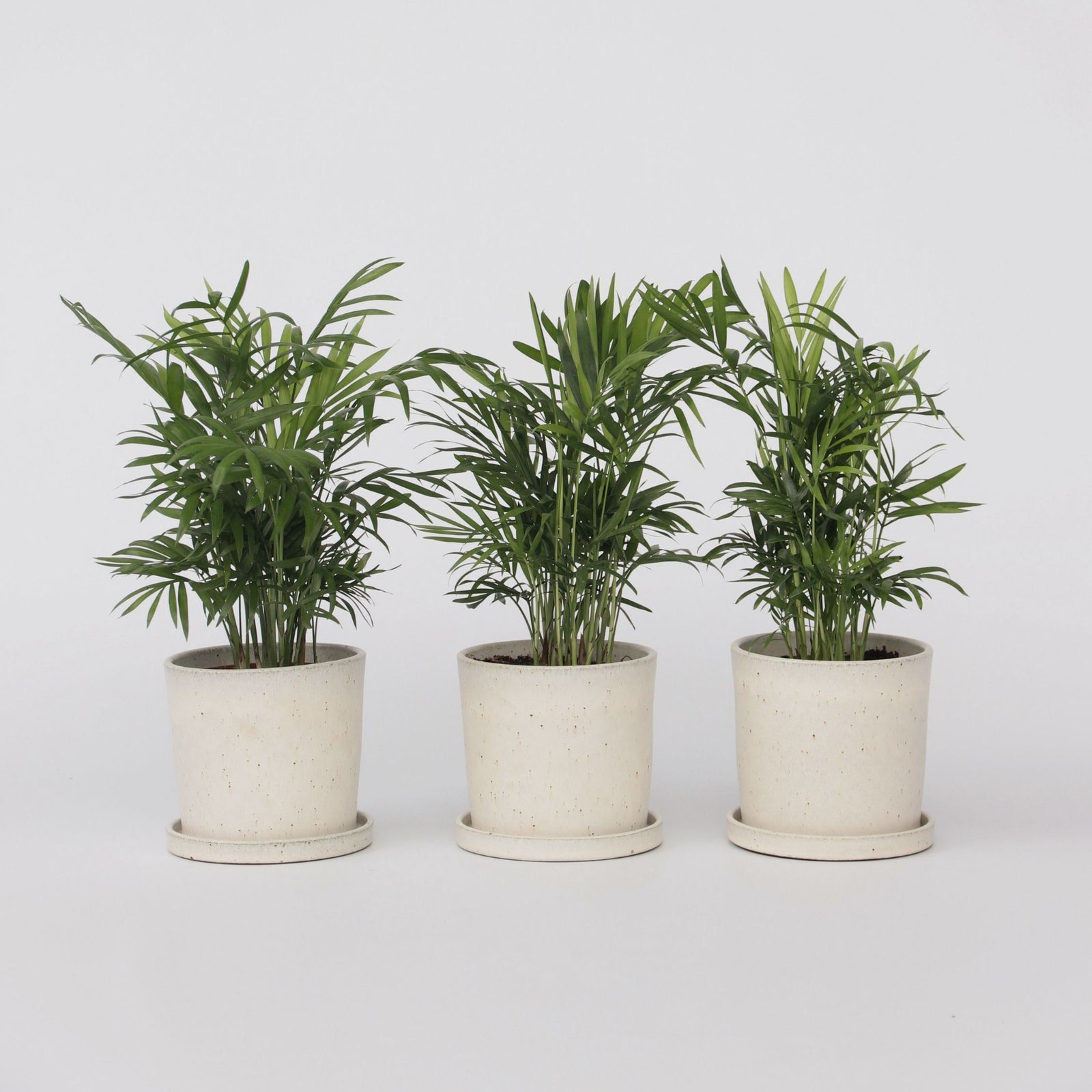 Parlour Palm - 3 Pcs. - Chamaedorea Elegans - Height 30-40cm - ⌀12cm | Set of 3 | Green