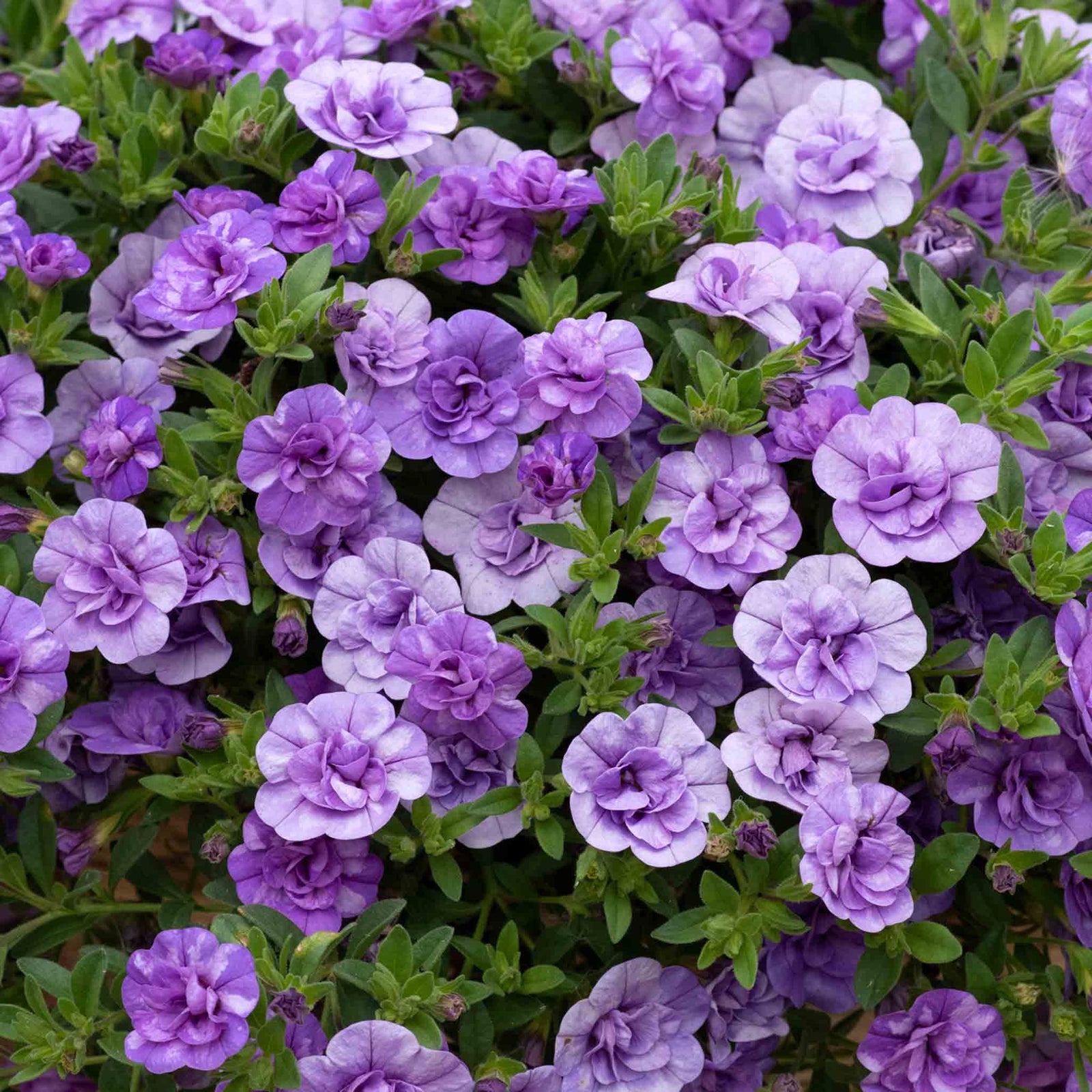 Calibrachoa 'caberet Double Sky Blue' | 12 x Plug Plants | Sky Blue