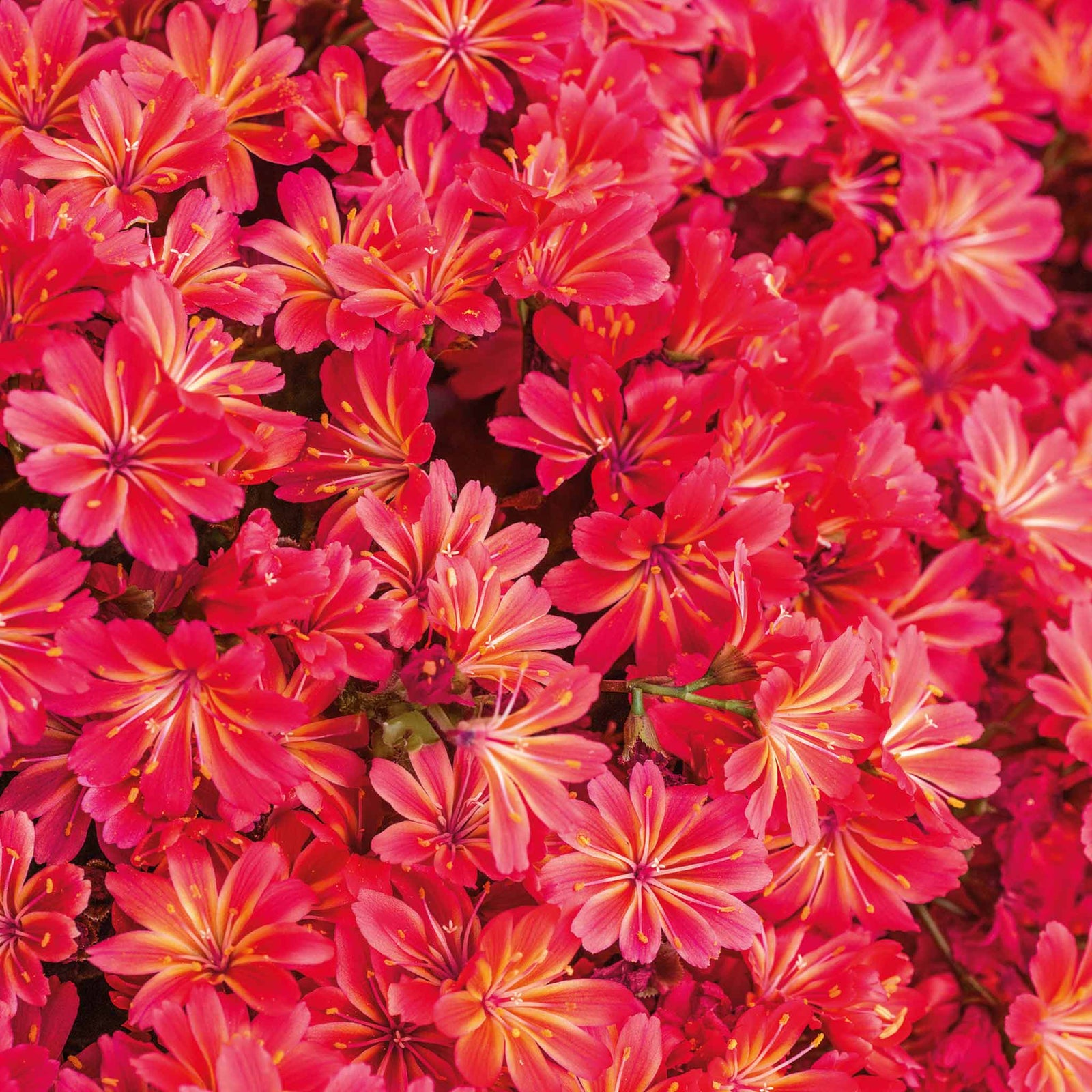 Lewisia 'sunset Glow' Compact Evergreen Perennial | 3 x Jumbo Plugs | Multi