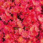 Lewisia 'sunset Glow' Compact Evergreen Perennial | 6 x Jumbo Plugs | Multi