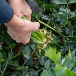 Celeriac 'monarch' Professional Grower Plugs | 12" x 12" | Green