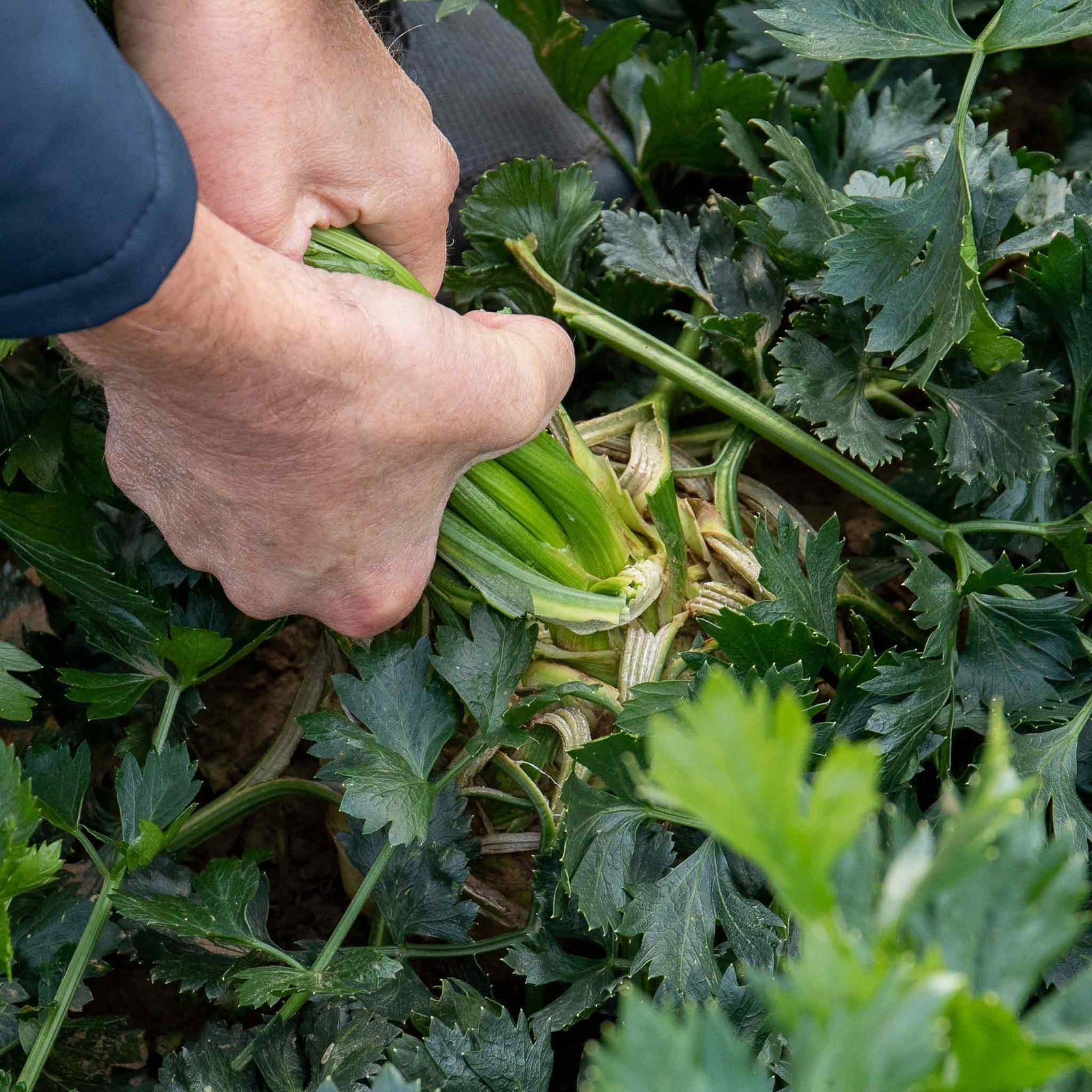 Celeriac 'monarch' Professional Grower Plugs | 12" x 12" | Green