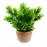 22cm Foliage Honey Plant Dark Green In Terracotta Pot