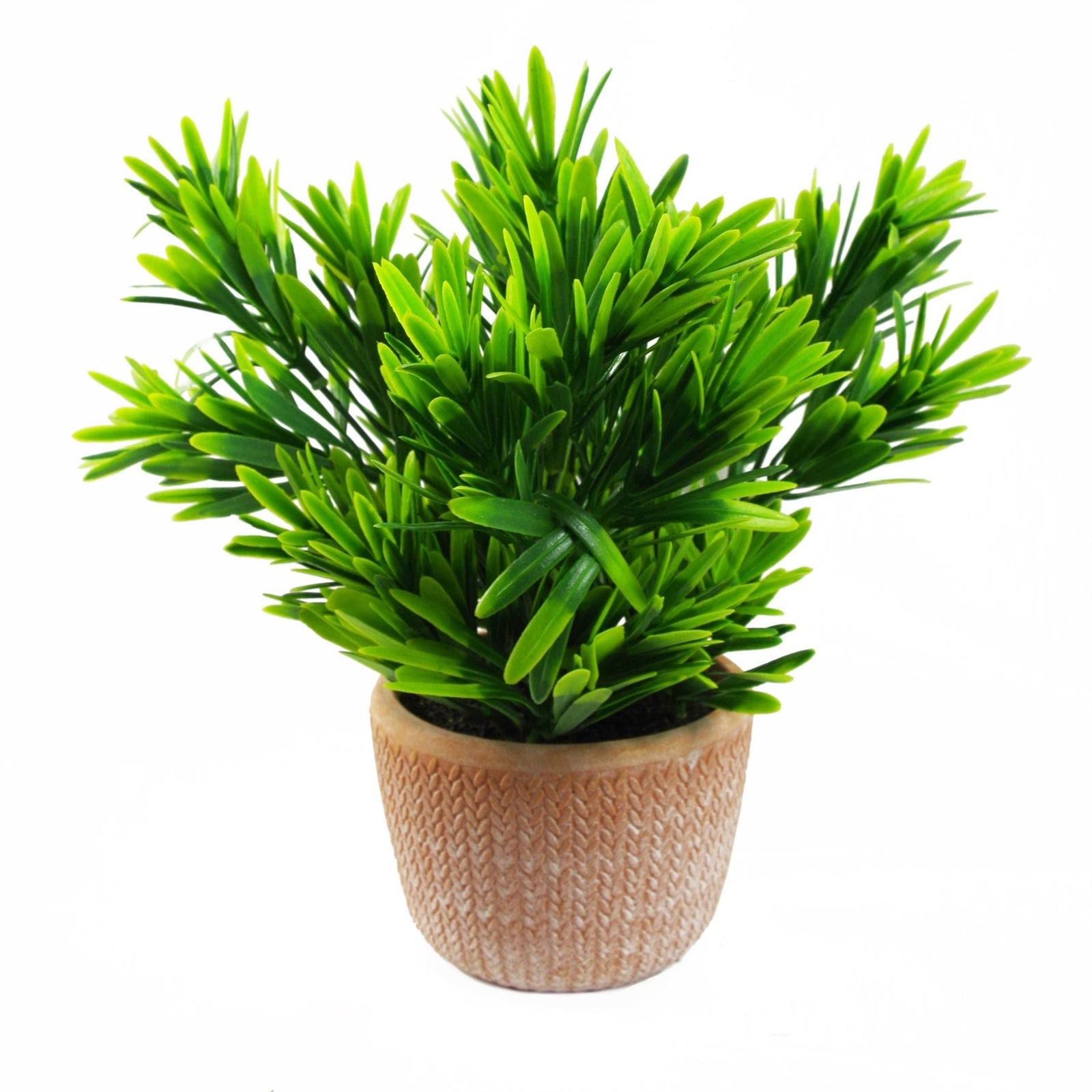 22cm Foliage Honey Plant Dark Green In Terracotta Pot
