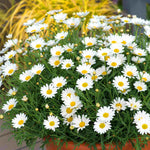 Argyranthemum 'everest' Marguerite Daisy Plant 40-60 Cm | 6 x Plug Plants