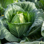 Cabbage 'duncan' - Fast-growing Pointed Heads | 8 x Pro Grower Plugs | Green