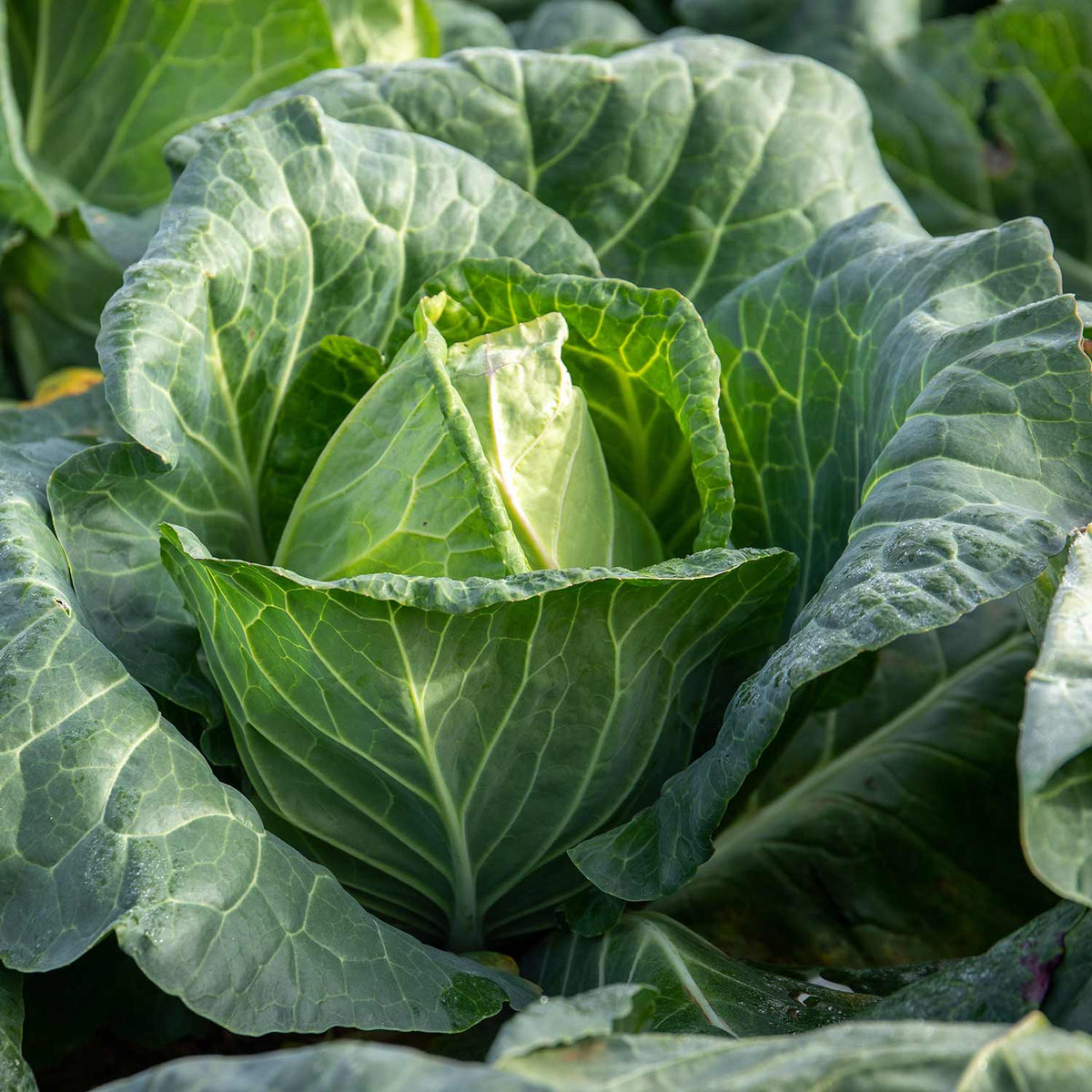 Cabbage 'duncan' - Fast-growing Pointed Heads | 8 x Pro Grower Plugs | Green