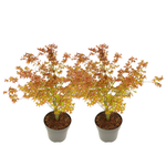 Japanese Maple - Acer Palmatum 'Little Princess' - Height 45-55cm - ⌀19cm | Set of 2 | Green
