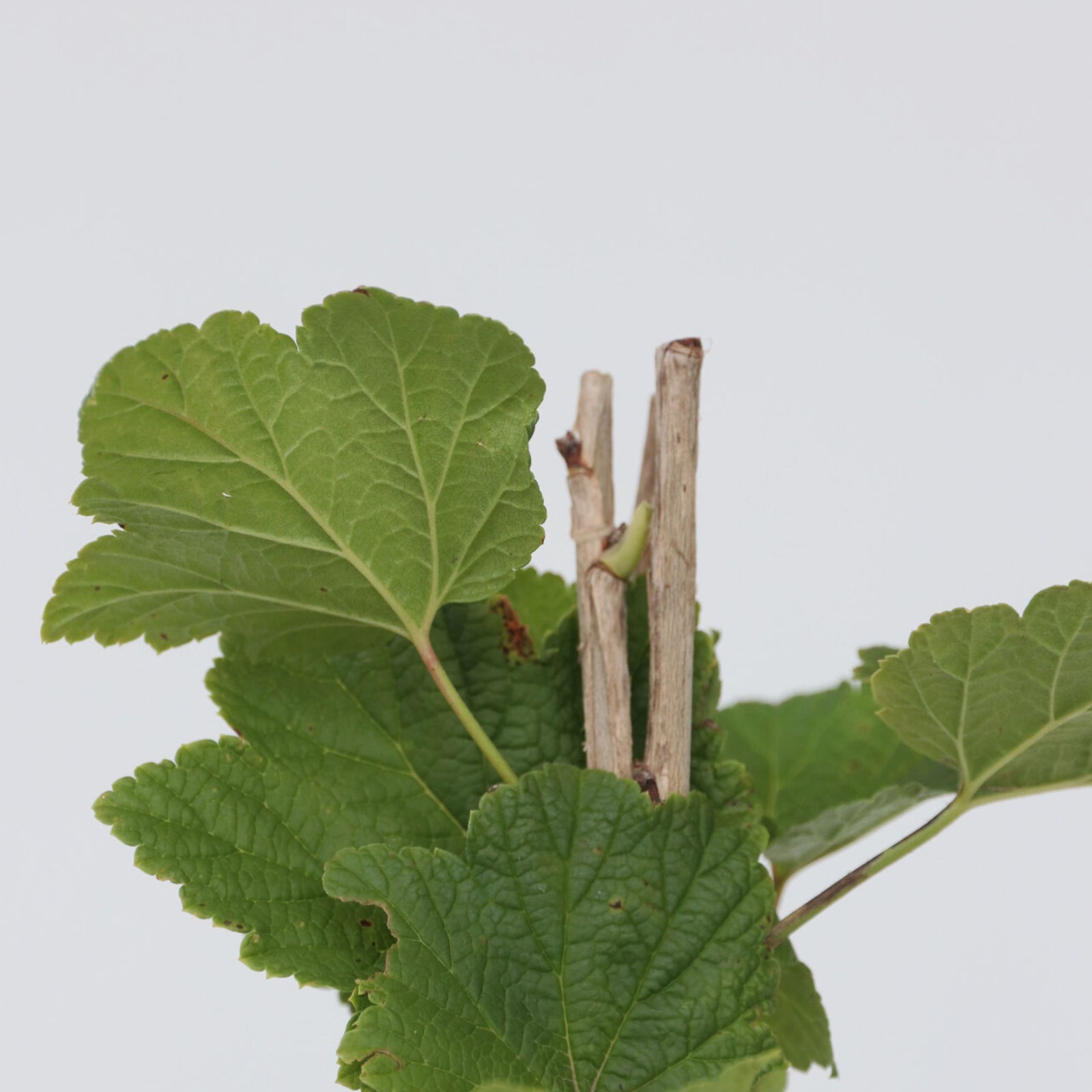 Currant Plant - 2 Pcs. - Ribes Rubrum 'jonkheer Van Tets' - H50-60cm - ⌀15cm | Set-of-2 | Red