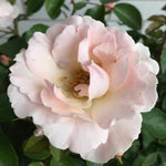 Rosa 'isn't She Pretty' - 9cm Pots | 1 x 9cm | Pink