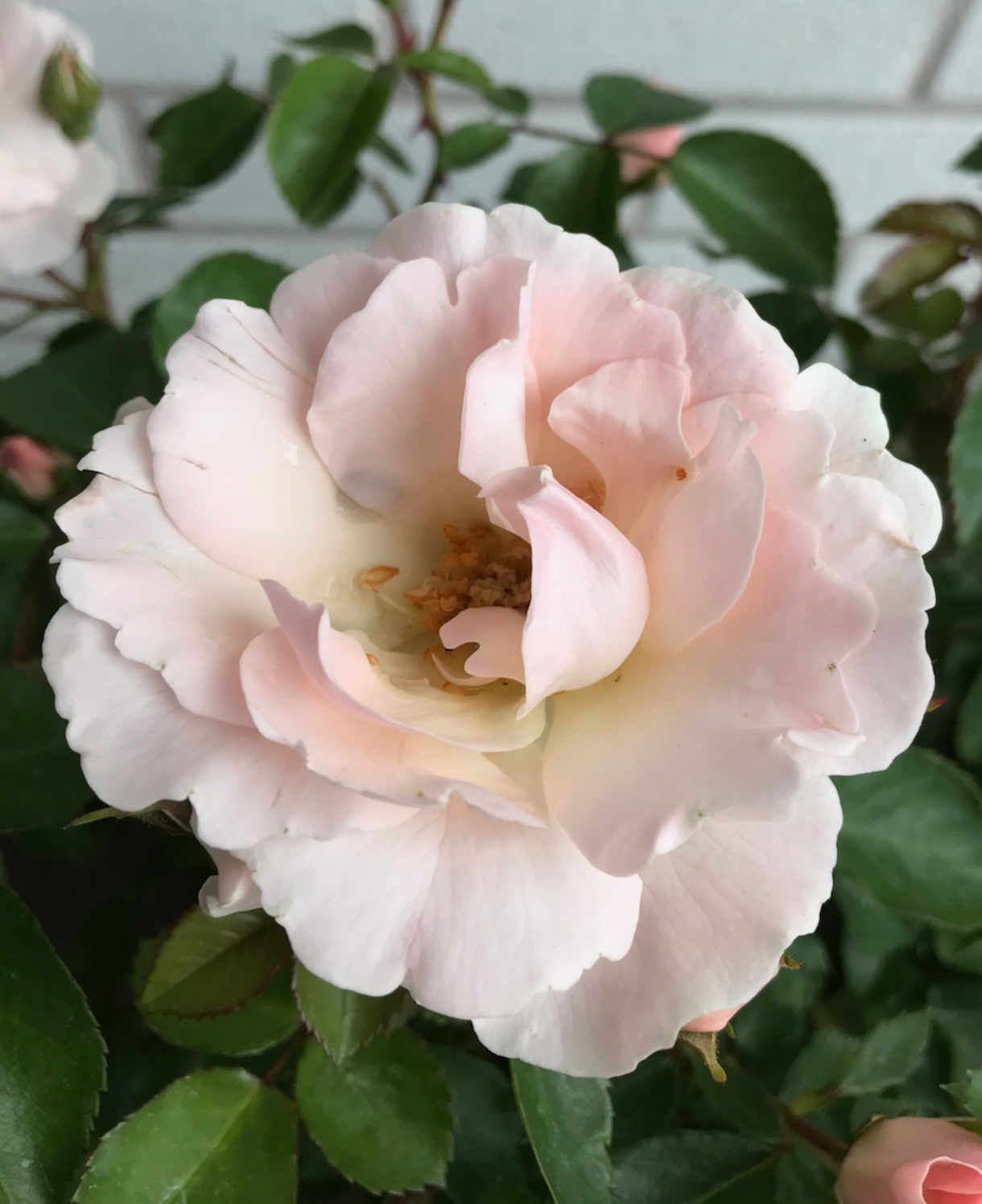 Rosa 'isn't She Pretty' - 9cm Pots | 1 x 9cm | Pink