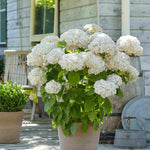 Hydrangea Candybelle Marshmallow - 9cm pot | 1 x 9cm | Light Pink