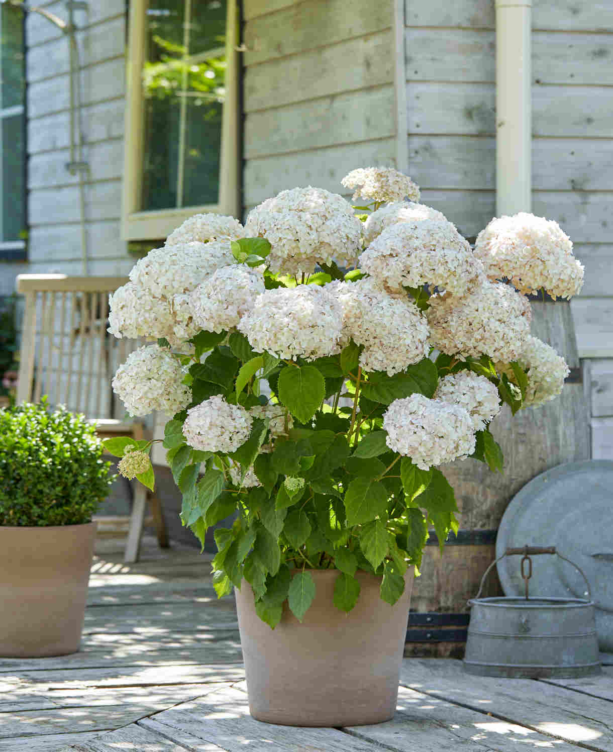 Hydrangea Candybelle Marshmallow - 9cm pot | 1 x 9cm | Light Pink