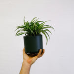 Spider Plant - 6 Pcs. - Chlorophytum Comosum 'atlantic' - Height 25-40cm - ⌀12cm | Set of 6 | Green