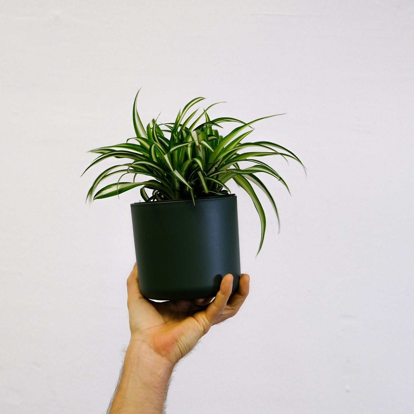 Spider Plant - 6 Pcs. - Chlorophytum Comosum 'atlantic' - Height 25-40cm - ⌀12cm | Set of 6 | Green