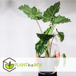 Elephant's Ear - Alocasia 'odora' - Height 55-75cm - ⌀17cm | Set of 1 | Pink