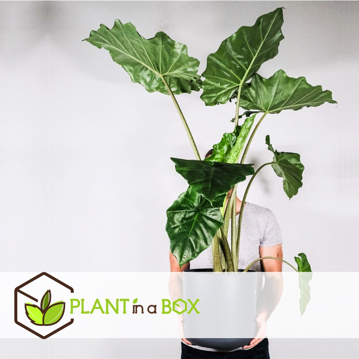 Elephant's Ear - Alocasia 'odora' - Height 55-75cm - ⌀17cm | Set of 1 | Pink