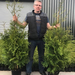 Thuja Plicata Gelderland Western Red Cedar Conifer Tree (large Specimen) 5ft Tall Supplied In A 10 Litre Pot
