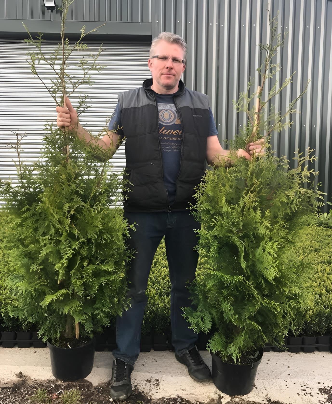Thuja Plicata Gelderland Western Red Cedar Conifer Tree (large Specimen) 5ft Tall Supplied In A 10 Litre Pot