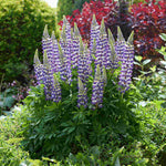Lupinus Lupinova ‘cierra’ - 9cm pots | 1 x 9cm | Lilac
